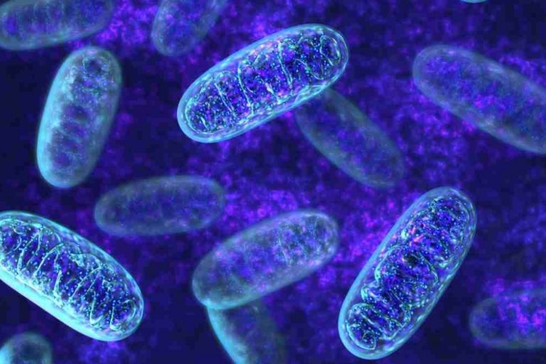 mitochondria-training